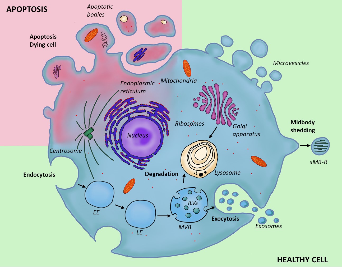 DGO Lab – EXPERIMENTAL and TRANSLATIONAL IMMUNOLOGY GROUP